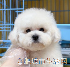 星宠阁宠物生活馆(滨湖店的图标